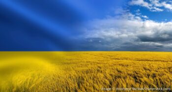 Ukrainian flag colors with blue sky over yellow wheat field, symbolizing resilience and independence.