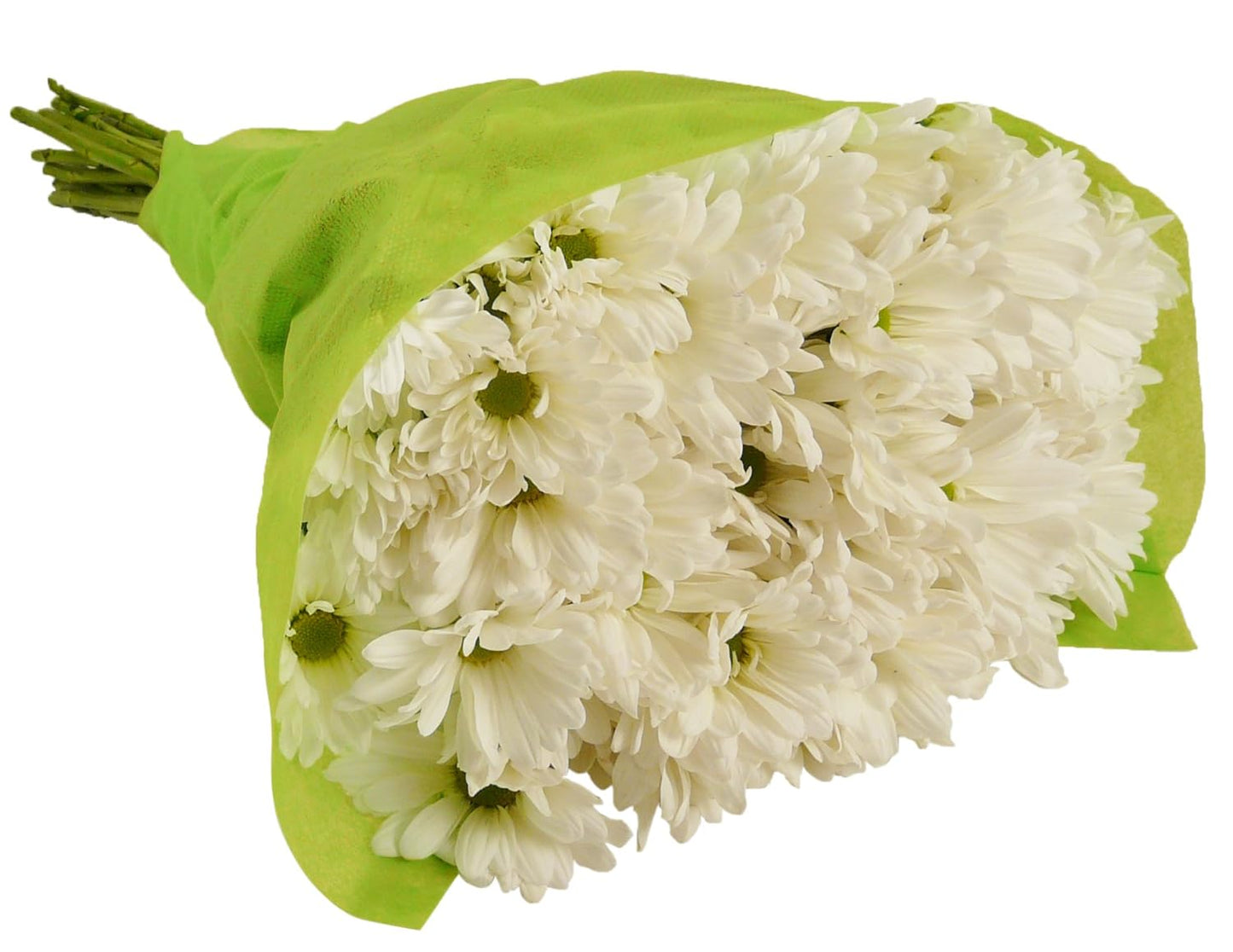 20 stem white daisy bouquet wrapped in green paper, featuring fresh chrysanthemums perfect for celebrations and uplifting spirits.