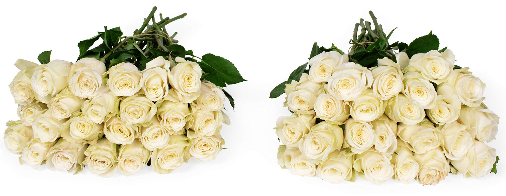 Two bunches of white roses, each containing 25 stems, arranged beautifully for events and special occasions.