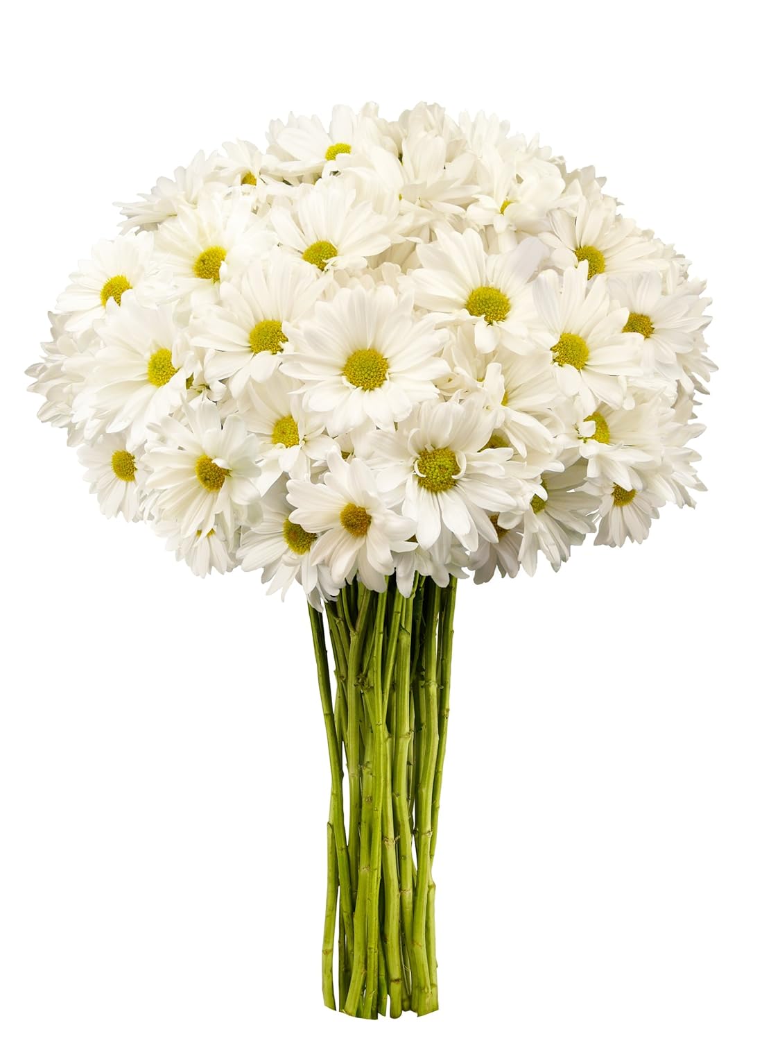 White daisy bouquet with 20 stems of fresh chrysanthemums, symbolizing joy and positivity, perfect for gifts or celebrations.