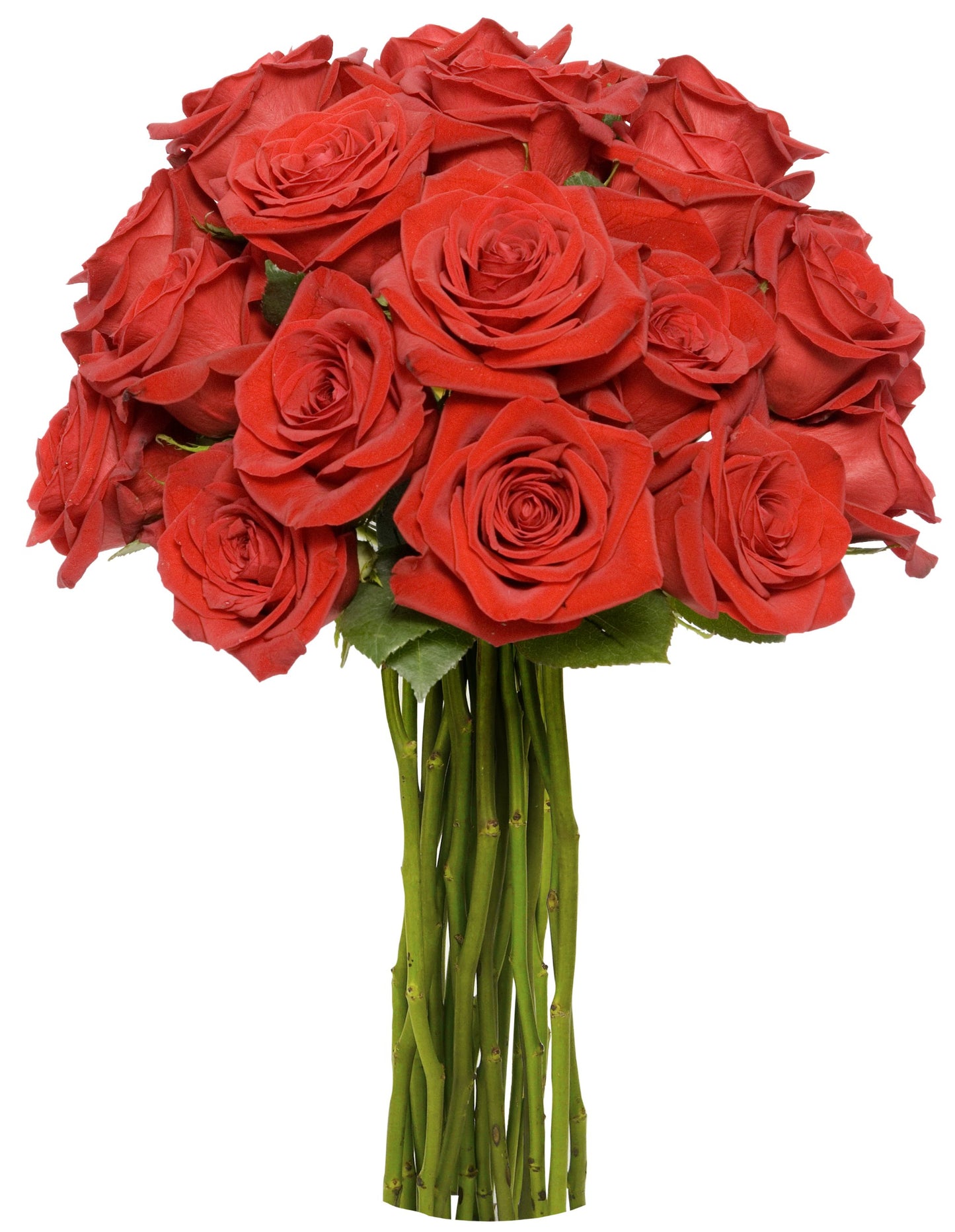 Elegant bouquet of 18 long-stemmed red roses, eco-friendly, Rainforest Alliance Certified, perfect for special occasions.