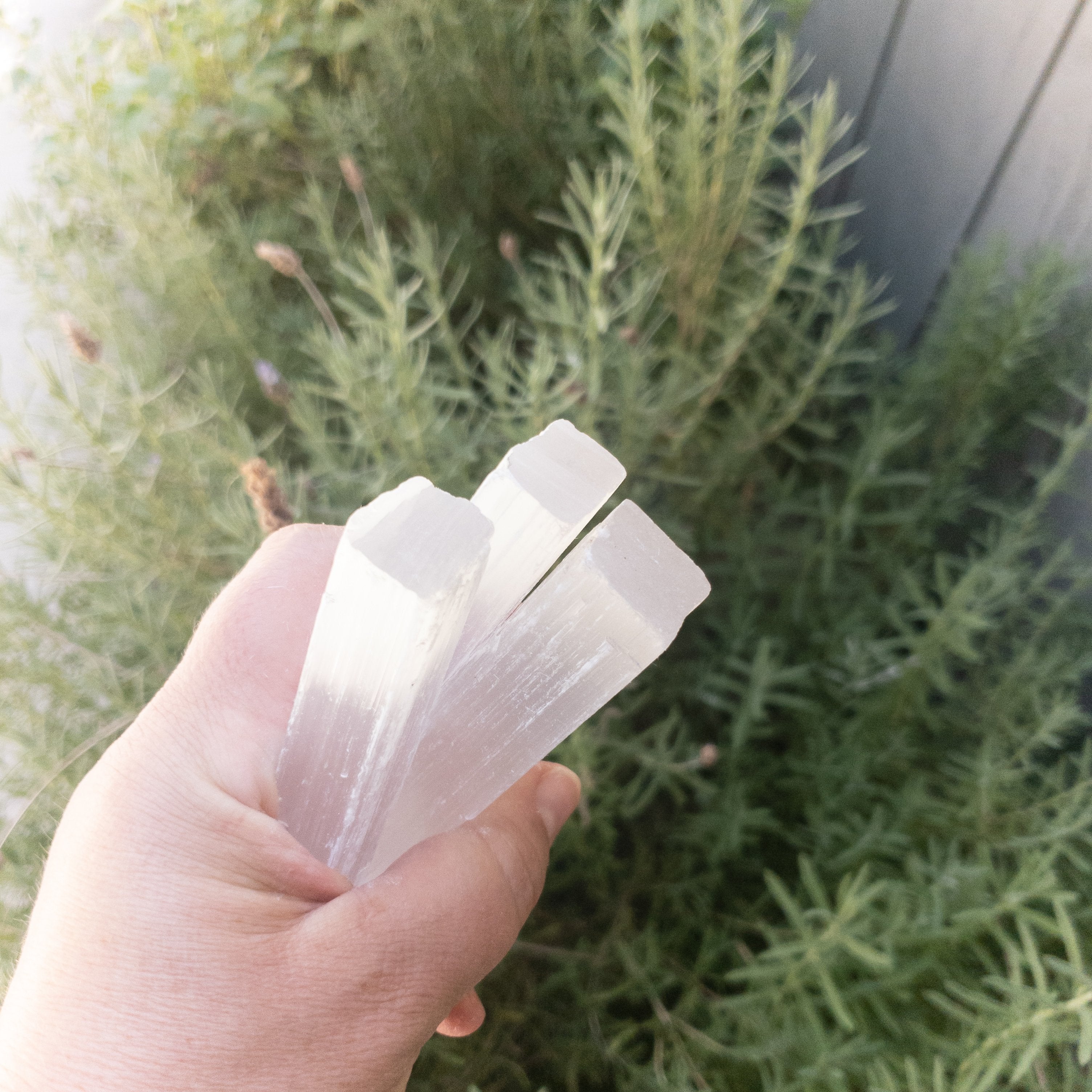 Person holding three raw selenite cleansing sticks with greenery in the background, used for energy clearing and crystal recharging.
