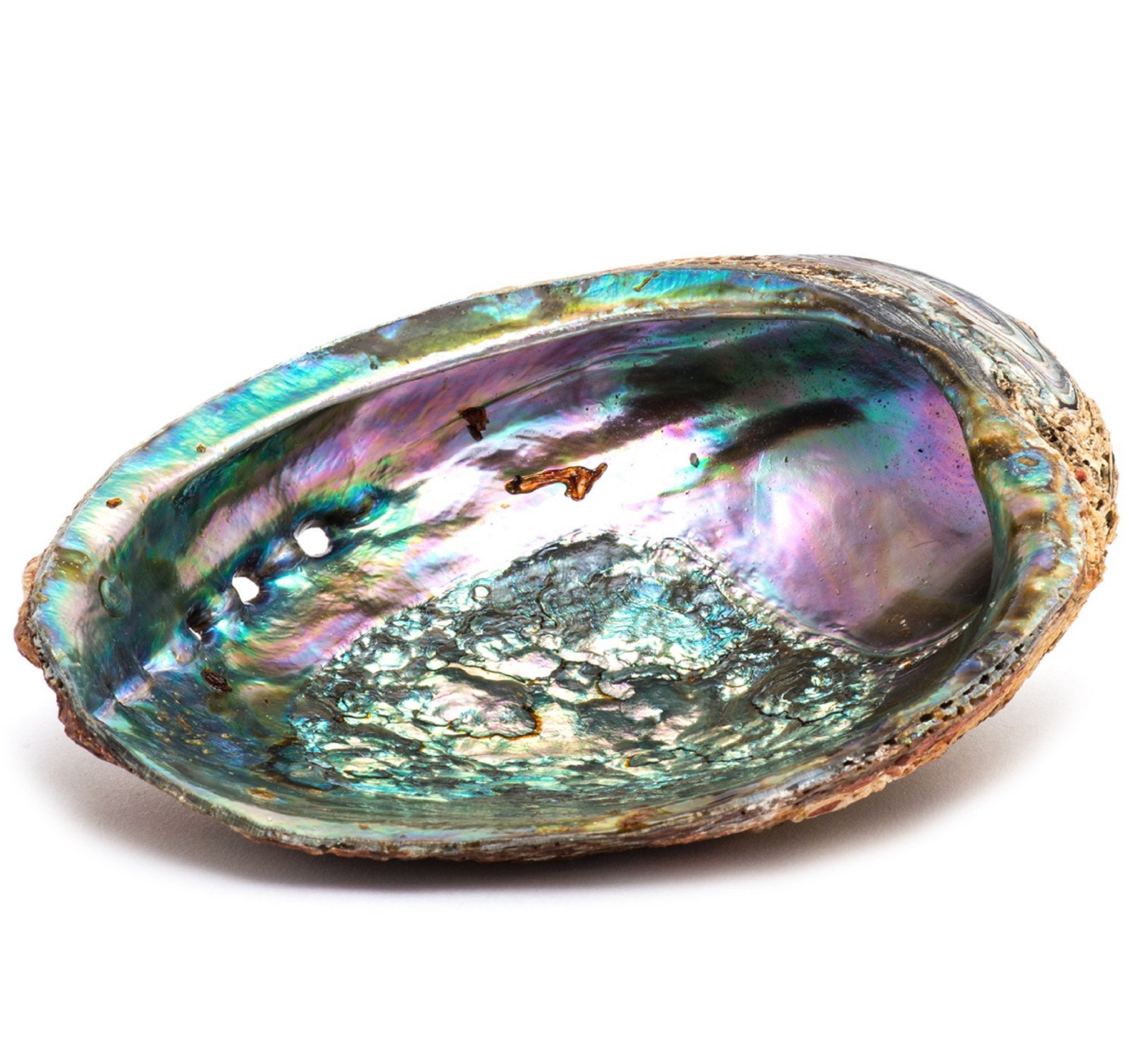 Large abalone shell smudge dish with shimmering mother-of-pearl interior, ideal for smudging rituals, burning sage or as a decorative accent.