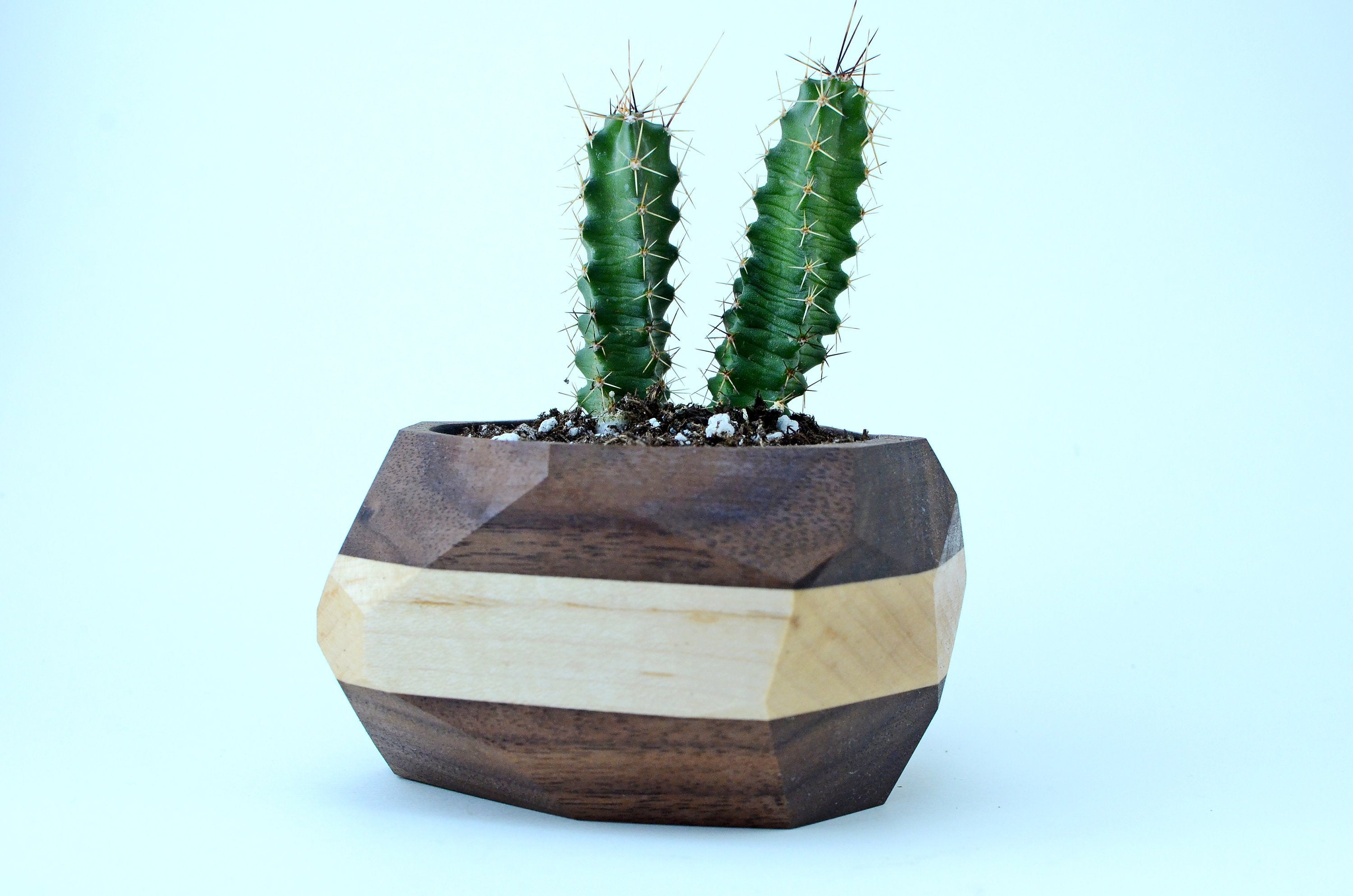 Geometric walnut and maple planter with cacti, showcasing natural warmth and modern design, ideal for desks and windowsills.