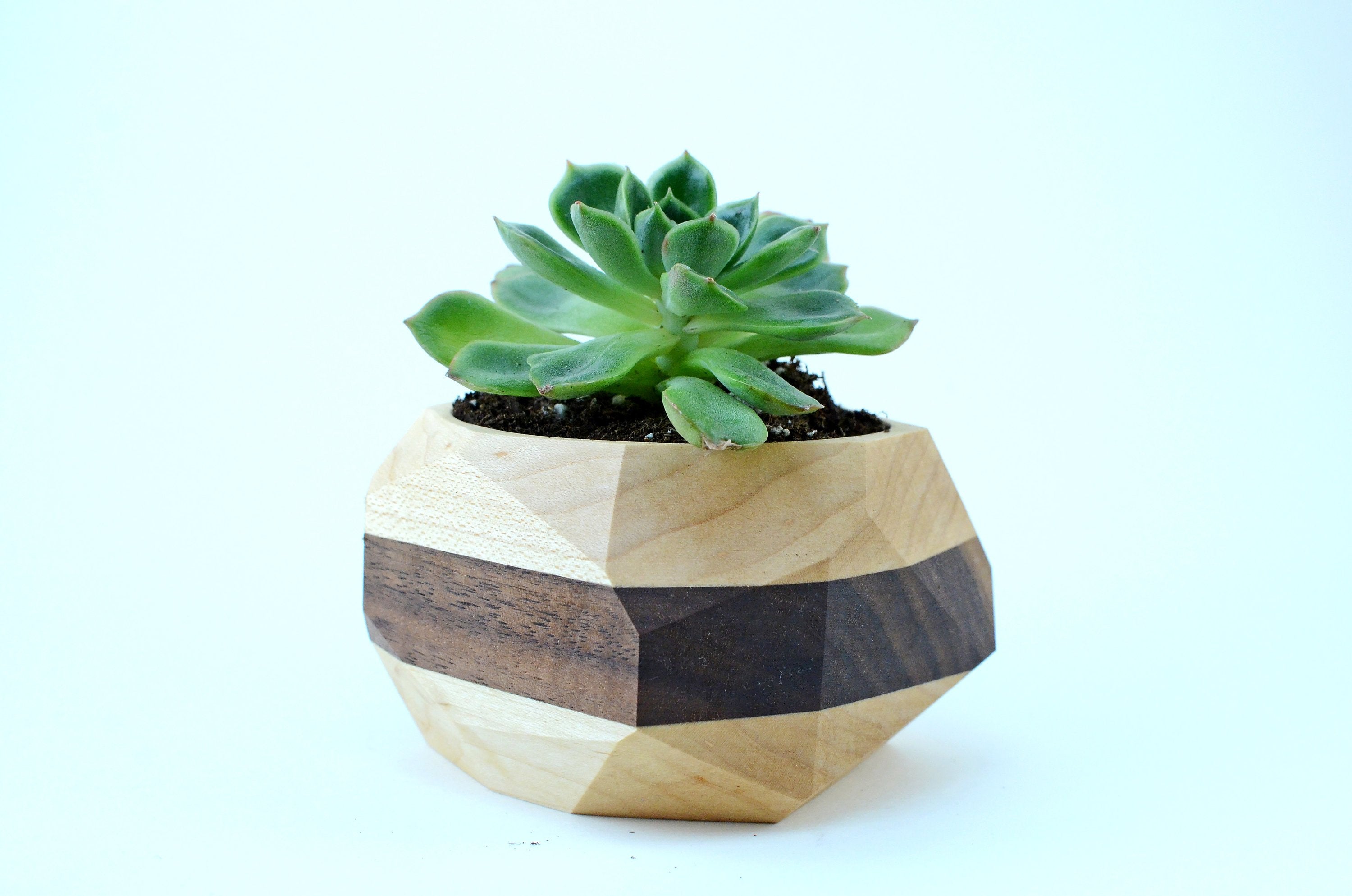 Geometric walnut and maple planter with succulent, showcasing modern design and natural warmth, perfect for desks and windowsills.