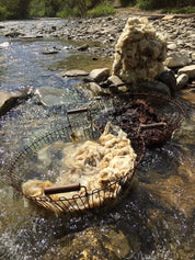 Natural sheep wool washing in a river, showcasing the traditional process of preparing wool for hand-knitted socks.