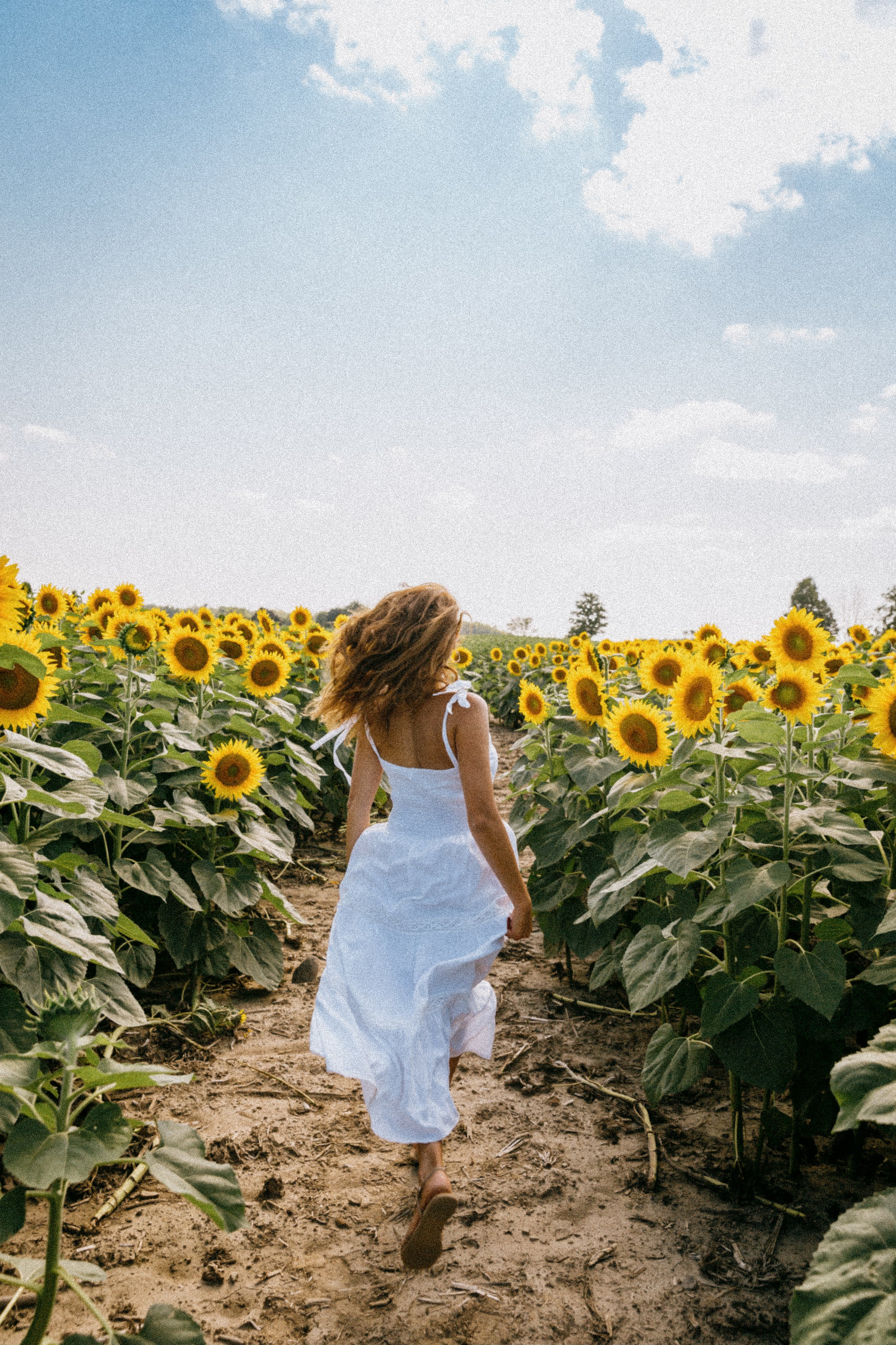 Woman in white dress walking through a sunflower field under a clear blue sky.